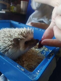 Передержка (зооняня)