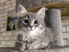 Пушок-котенок который обнимает и лижет лицо. в дар объявление продам