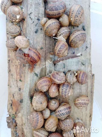 Улитка Мюллер Helix aspersa Muller