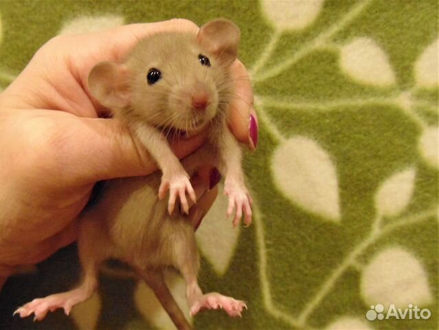 Крысы,крысята дамбо, стандарт - питомник. клетки