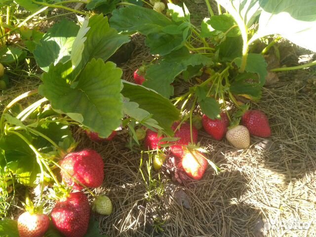 Рассада клубники