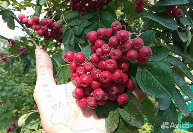 Рябина сортовая крупноплодная - саженцы зкс