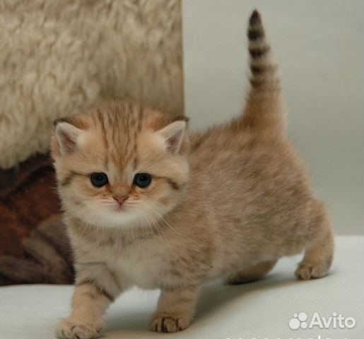 Британская золотистая шиншилла котята