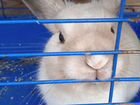 Кролики карлики декоративные объявление продам