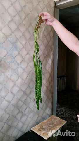 Водоросли для аквариума