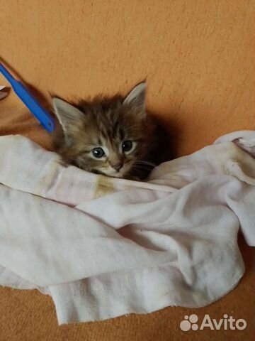 Авто брянск котята