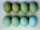 Куры с голубым и оливковым яйцом