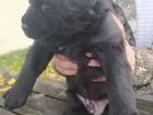 Собака в добрые руки щенок лабрадор метис объявление продам