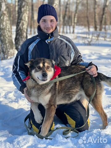 Молодой активный пес в поиске мамы и папы