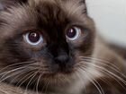 Сиамский кот вязка объявление продам
