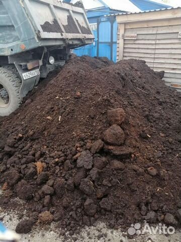 Перегной коровяк