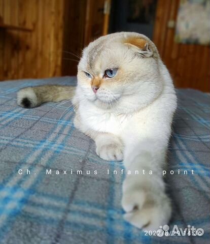 Титулованный кот, золотой пойнт WCF