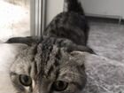 Вислоухий серый кот объявление продам