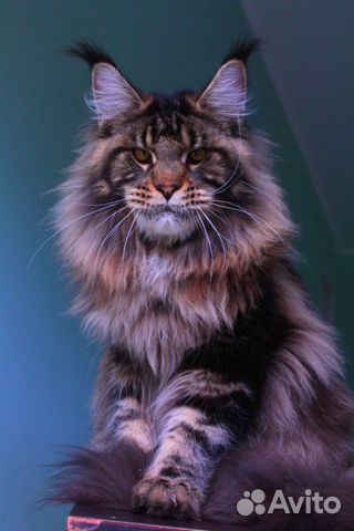 Красавец мейн кун