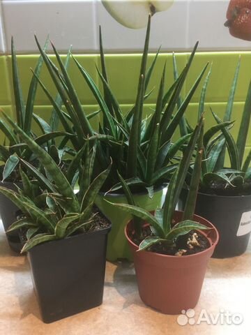 Сансевиерия фикус
