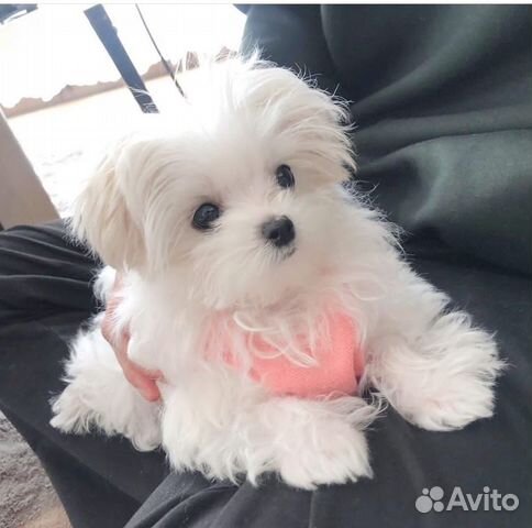 Микро мальчик мальтийской болонки