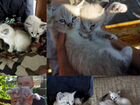 Тайские котята в добрые руки