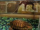 Черепахи с аквариумом и фильтром