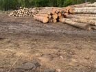 Участок для заготовки древесины