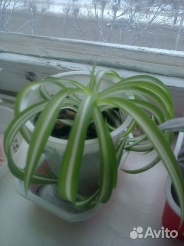 Хлорофитум