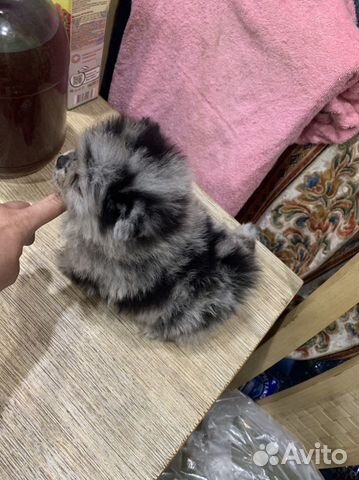 Померанский шпиц тип мишка -голубой мерль Яночка