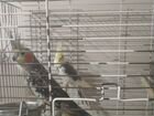 Попугай корелла девочка и самец