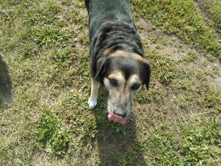 Прогулка с собакой