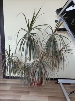 Пальма драцена