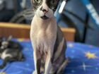 Канадский сфинкс котенок объявление продам
