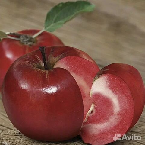 Красномясая яблоня