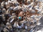 Пчелосемьи Карпатской породы,Бакфаст объявление продам