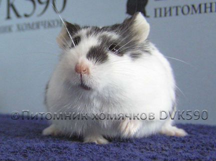 Хомячок, Новая клетка, Опилки, Корм, Доставка