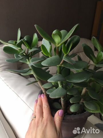 Толстянка денежное дерево