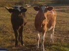 Коровы и телки объявление продам