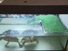 Красноухие черепахи бесплатно с аквариумом