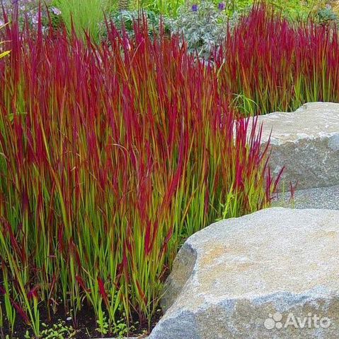 Растения для сада, золотарник гибридный