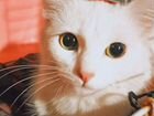 Ангорская кошка объявление продам