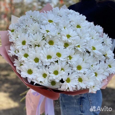 Цветы ромашки хризантемы