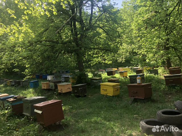 Продам мед оптом 2023