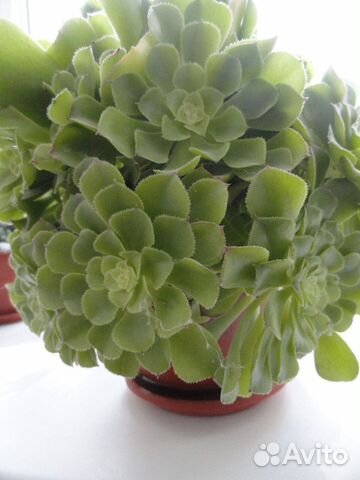 Цветы домашние в горшках