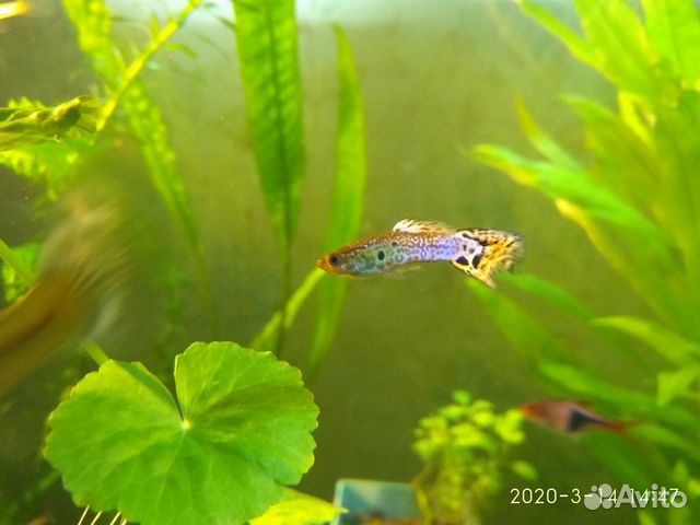 Гуппи и нематода