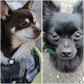 Передержка - гостиница для животных