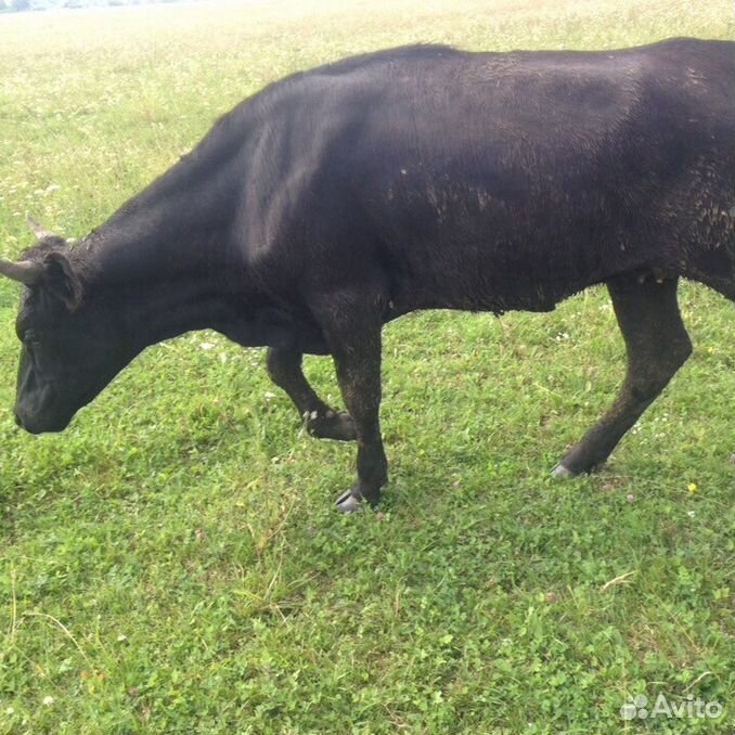 лошади вязники. вязники ул сенькова. вязники толмачево 102 дом. авито поросята. виртуоз город вязники владимирская область акустика.