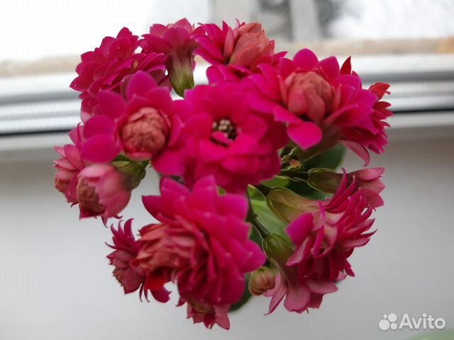 Каланхоэ(цвет ярко- розовый,махровый)