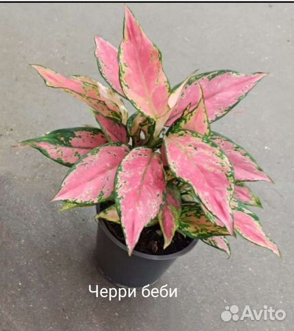 Аглаонема чери бейби
