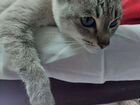 Тайская кошка на вязку