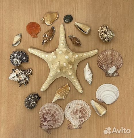 Морская звезда, ракушки