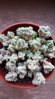 Седум дасифиллюм