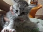 Котята тайской мамы объявление продам