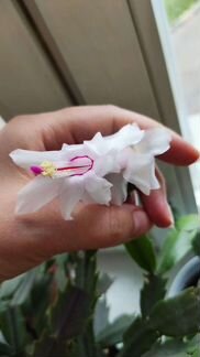 Декабрист (Шлюмбергера)